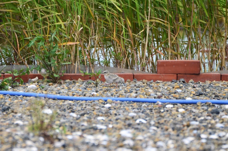 f:id:littletern:20160604135849j:image:w640
