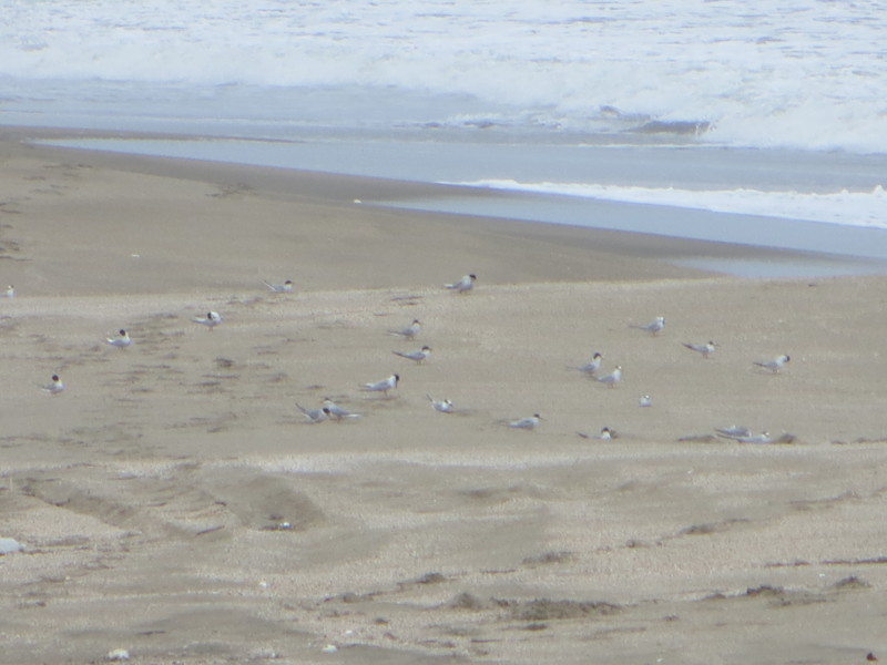 f:id:littletern:20160619141445j:image:w640