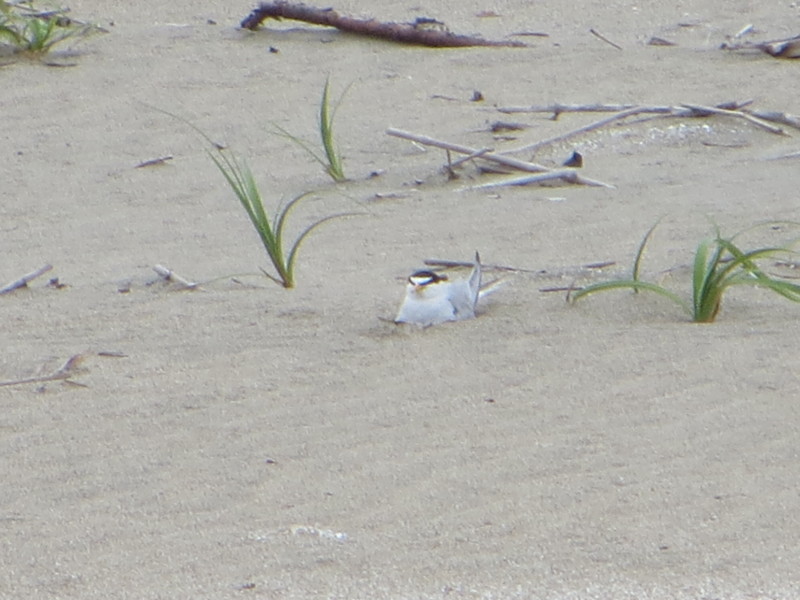 f:id:littletern:20160619151325j:image:w640