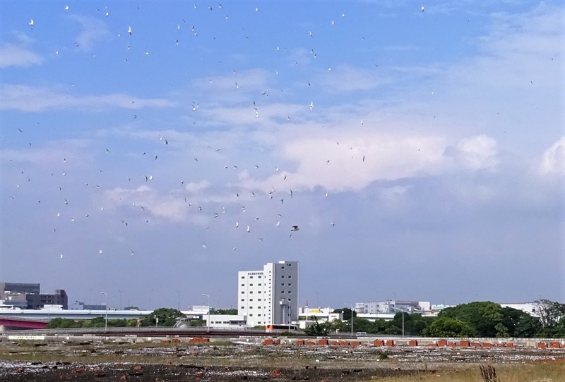 f:id:littletern:20160621152024j:image:w640