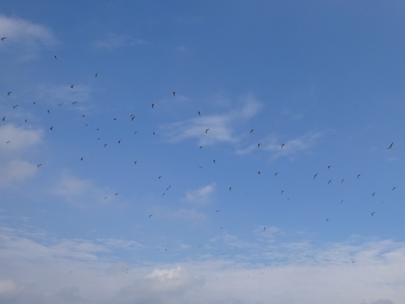 f:id:littletern:20160621152829j:image:w640