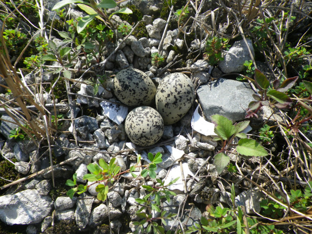 f:id:littletern:20160626221054j:image f:id:littletern:20160626221054j:image