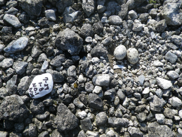 f:id:littletern:20160626221056j:image f:id:littletern:20160626221056j:image