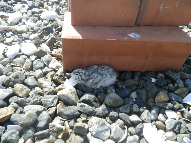 f:id:littletern:20160626221057j:image f:id:littletern:20160626221057j:image