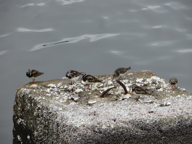 f:id:littletern:20160904083835j:image:w640 f:id:littletern:20160904083835j:image:w640