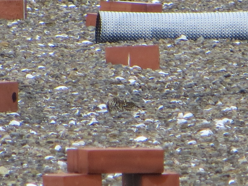 f:id:littletern:20160904085100j:image:w640 f:id:littletern:20160904085100j:image:w640