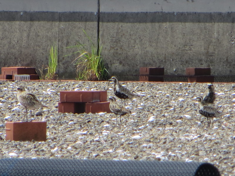f:id:littletern:20160904100616j:image:w640 f:id:littletern:20160904100616j:image:w640