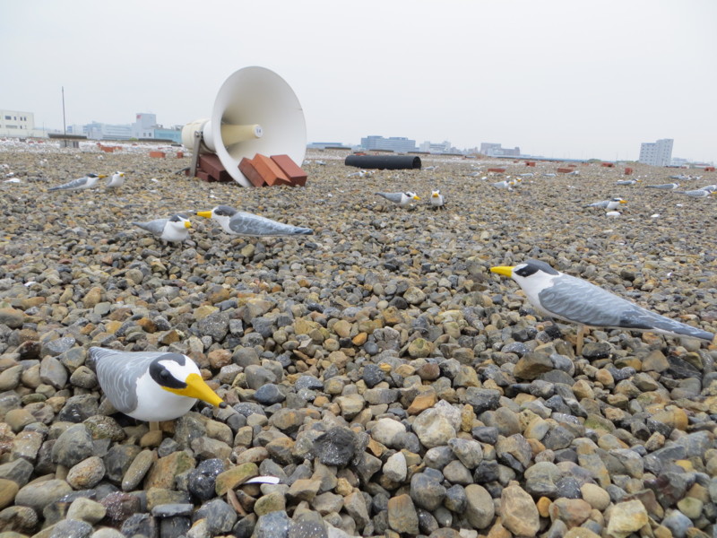 f:id:littletern:20160916123053j:image:w640 f:id:littletern:20160916123053j:image:w640