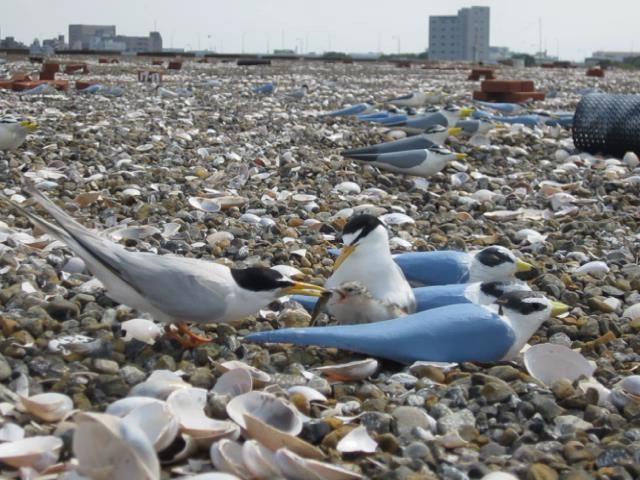 f:id:littletern:20160921225011j:image:w640 f:id:littletern:20160921225011j:image:w640