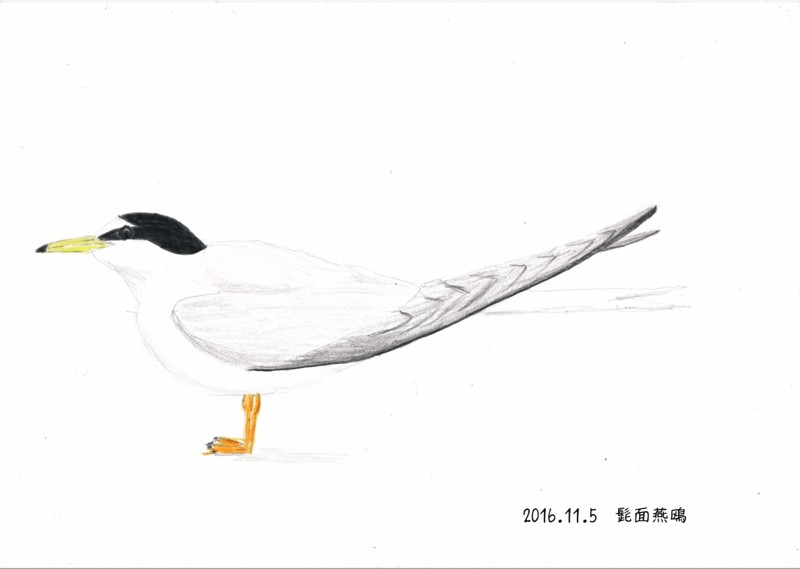 f:id:littletern:20161108230141j:image:w640 f:id:littletern:20161108230141j:image:w640