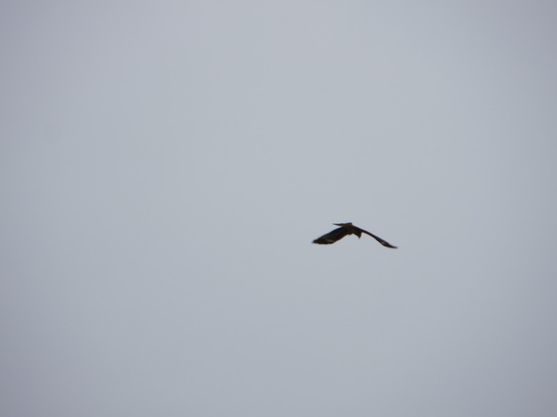 f:id:littletern:20161109091649j:image:w640 f:id:littletern:20161109091649j:image:w640