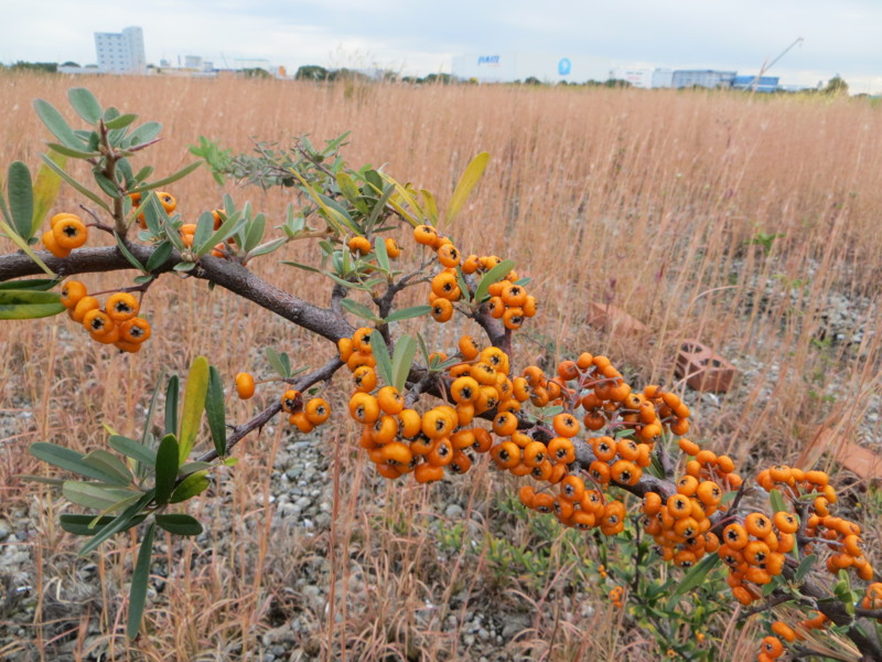 f:id:littletern:20161109100452j:image:w640 f:id:littletern:20161109100452j:image:w640
