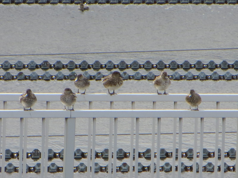 f:id:littletern:20161109101645j:image:w640 f:id:littletern:20161109101645j:image:w640
