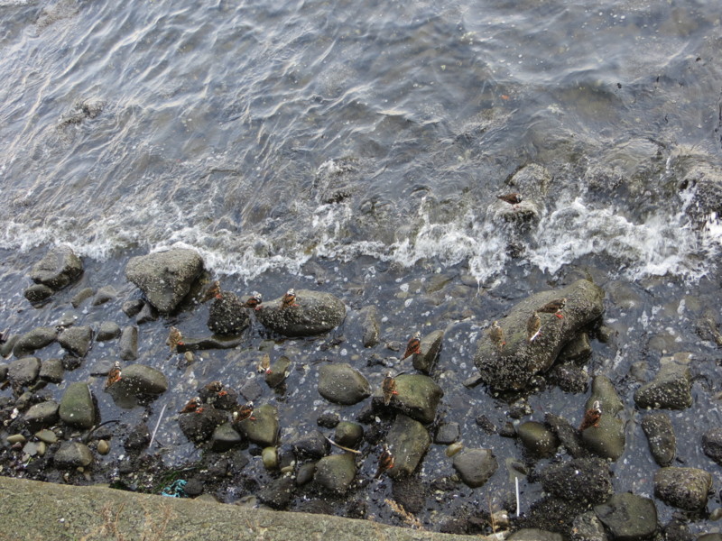 f:id:littletern:20170430084740j:image:w640
