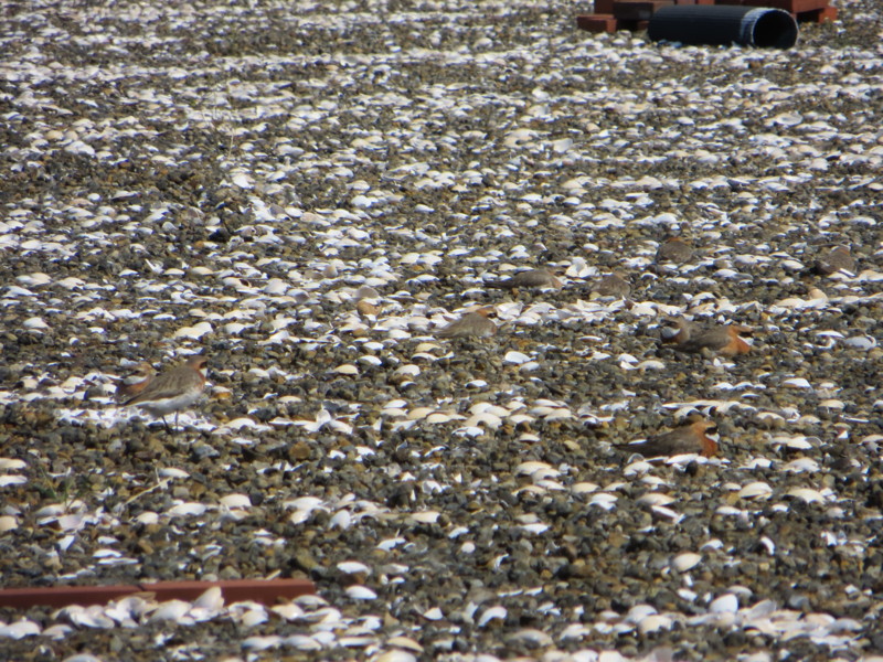 f:id:littletern:20170430090309j:image:w640