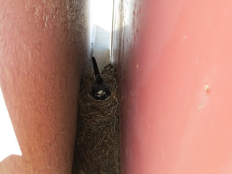 f:id:littletern:20170430092504j:image:w640