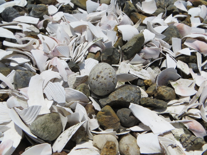 f:id:littletern:20170430103450j:image:w640