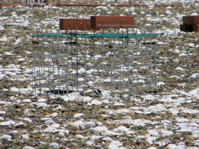 f:id:littletern:20170430120046j:image:w640