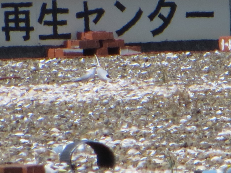 f:id:littletern:20170430133908j:image:w640