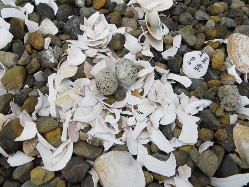f:id:littletern:20170507141918j:image:w640