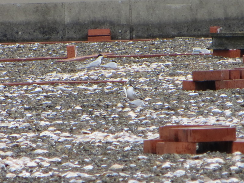 f:id:littletern:20170513090911j:image:w640 f:id:littletern:20170513090911j:image:w640