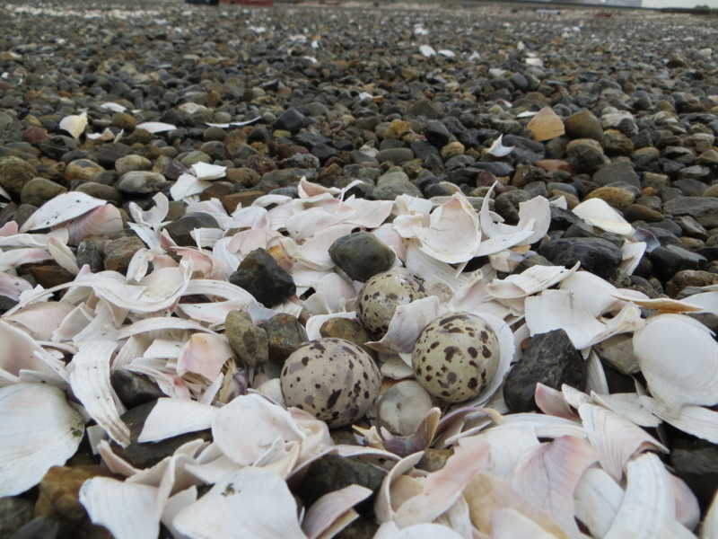 f:id:littletern:20170513092007j:image:w640 f:id:littletern:20170513092007j:image:w640