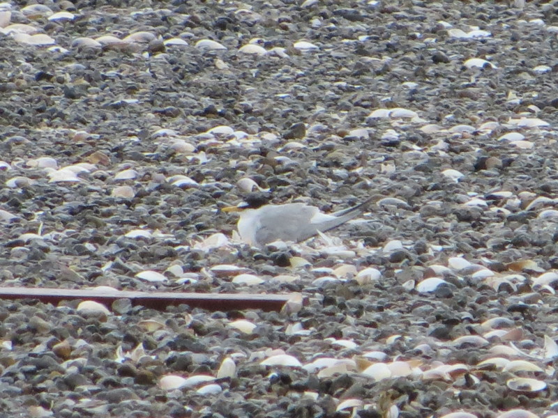 f:id:littletern:20170513102654j:image:w640 f:id:littletern:20170513102654j:image:w640