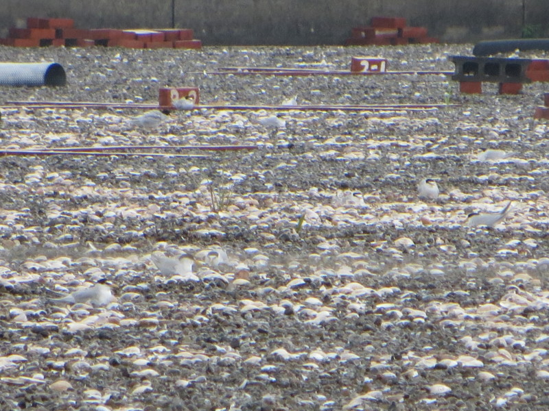 f:id:littletern:20170513102931j:image:w640 f:id:littletern:20170513102931j:image:w640
