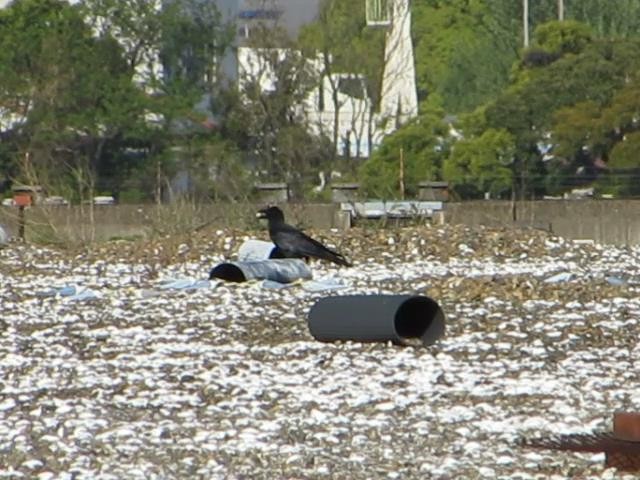 f:id:littletern:20170529134845j:image:w640