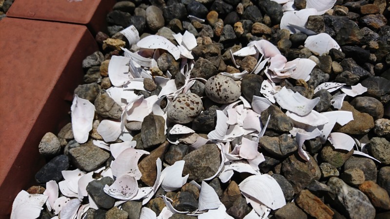 f:id:littletern:20180504120128j:image:w640 f:id:littletern:20180504120128j:image:w640