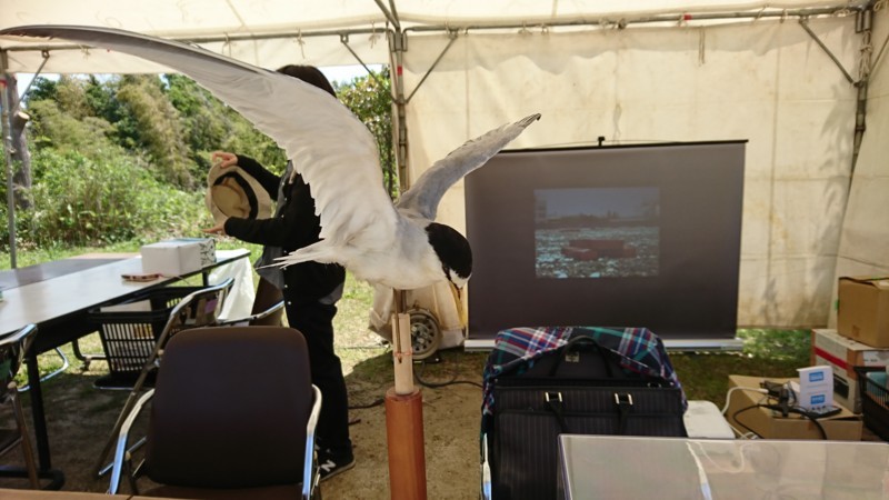 f:id:littletern:20180505102853j:image:w640