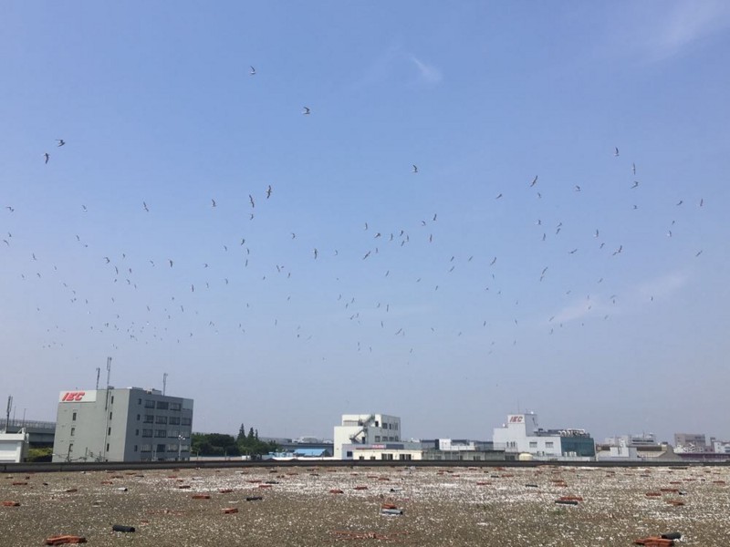 f:id:littletern:20180527130311j:image f:id:littletern:20180527130311j:image