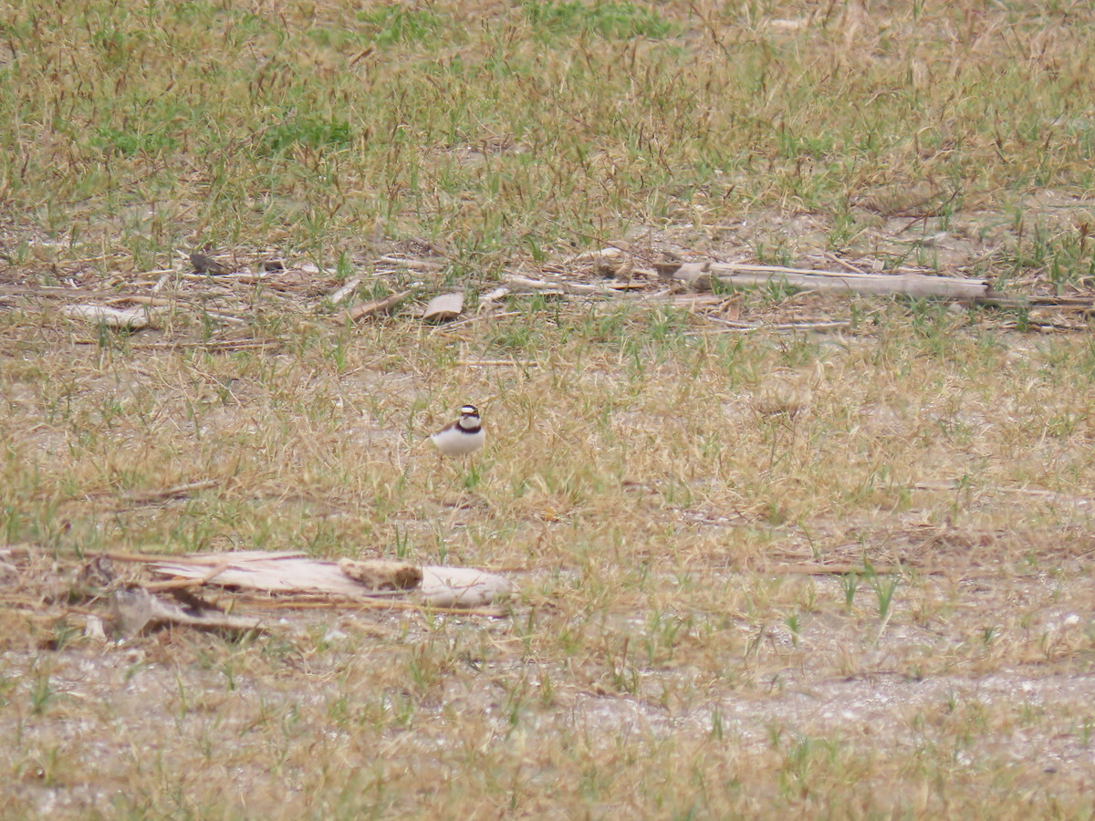 f:id:littletern:20190417124241j:plain f:id:littletern:20190417124241j:plain