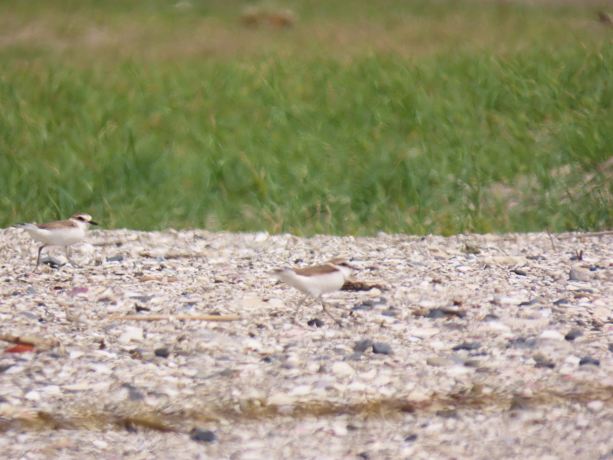 f:id:littletern:20190513142628j:plain f:id:littletern:20190513142628j:plain