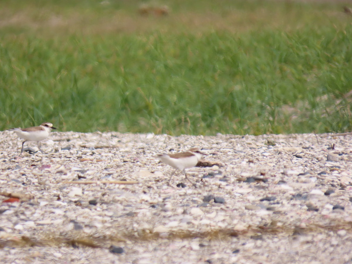 f:id:littletern:20190513142628j:plain