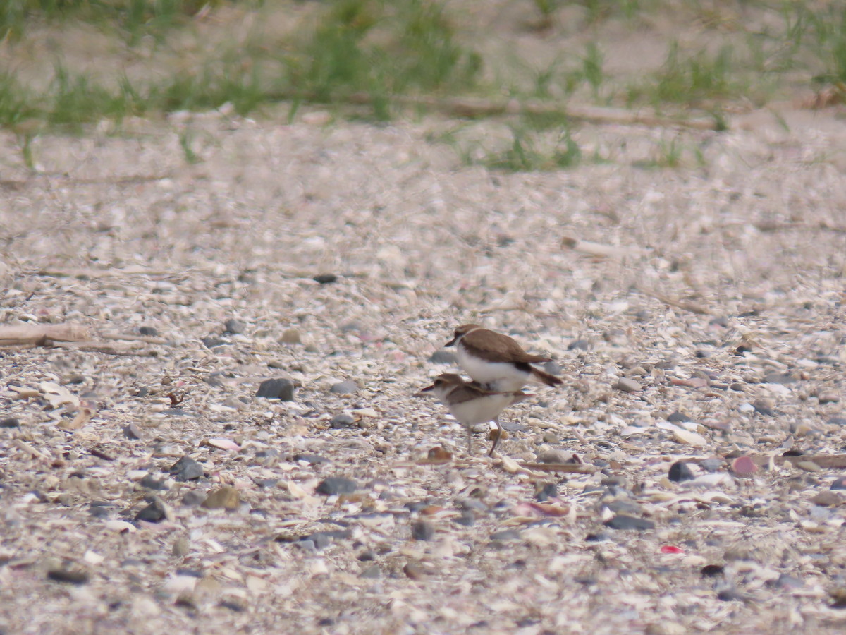 f:id:littletern:20190513142813j:plain f:id:littletern:20190513142813j:plain