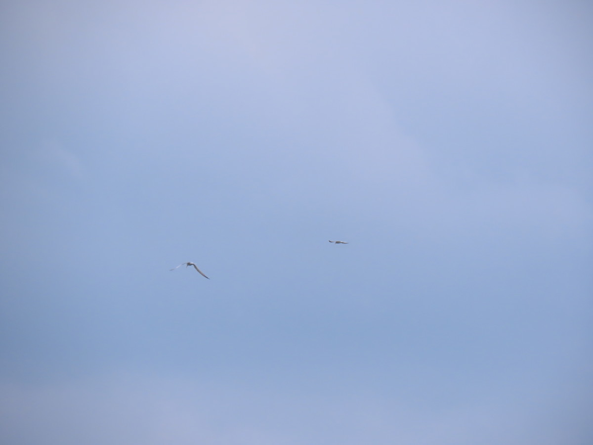 f:id:littletern:20190513151444j:plain f:id:littletern:20190513151444j:plain