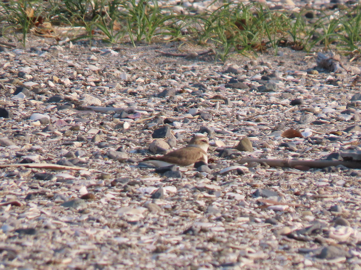 f:id:littletern:20190525164934j:plain f:id:littletern:20190525164934j:plain