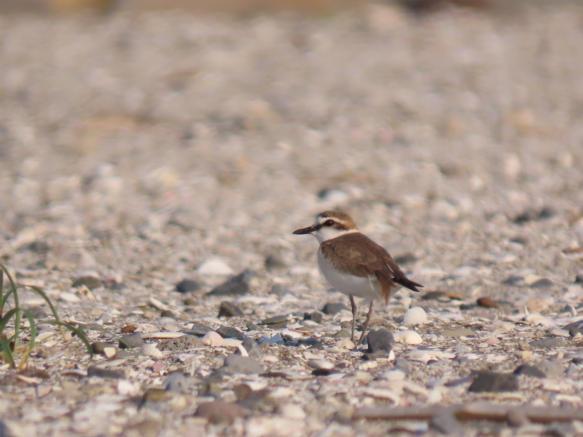 f:id:littletern:20190525165454j:plain f:id:littletern:20190525165454j:plain