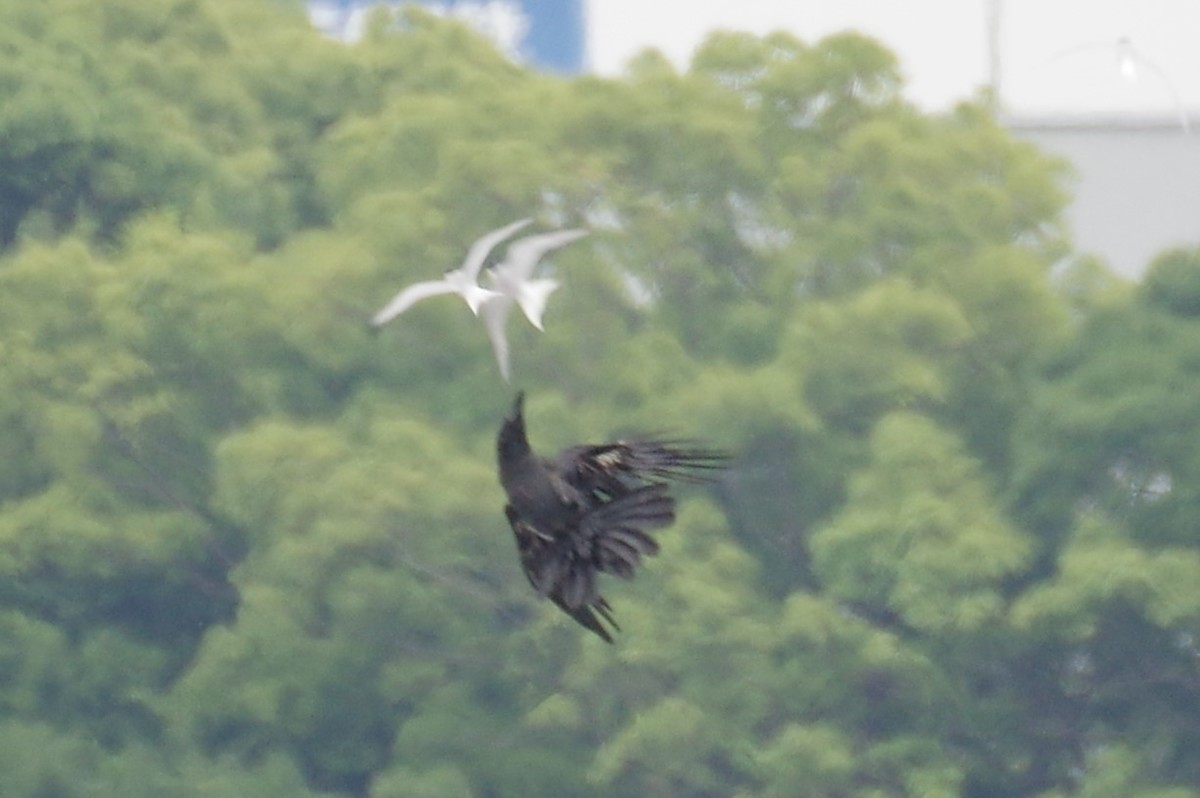 f:id:littletern:20190602115808j:plain f:id:littletern:20190602115808j:plain