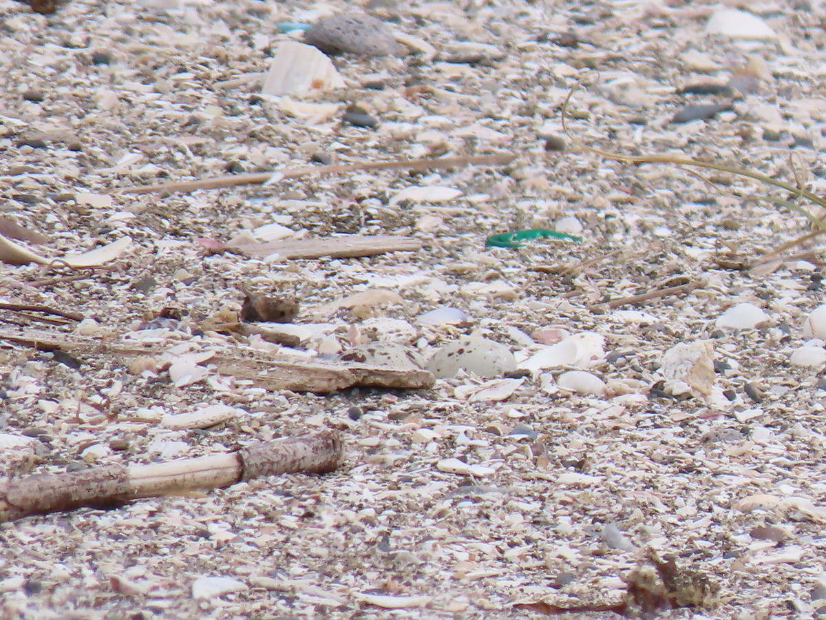 f:id:littletern:20190603110435j:plain f:id:littletern:20190603110435j:plain