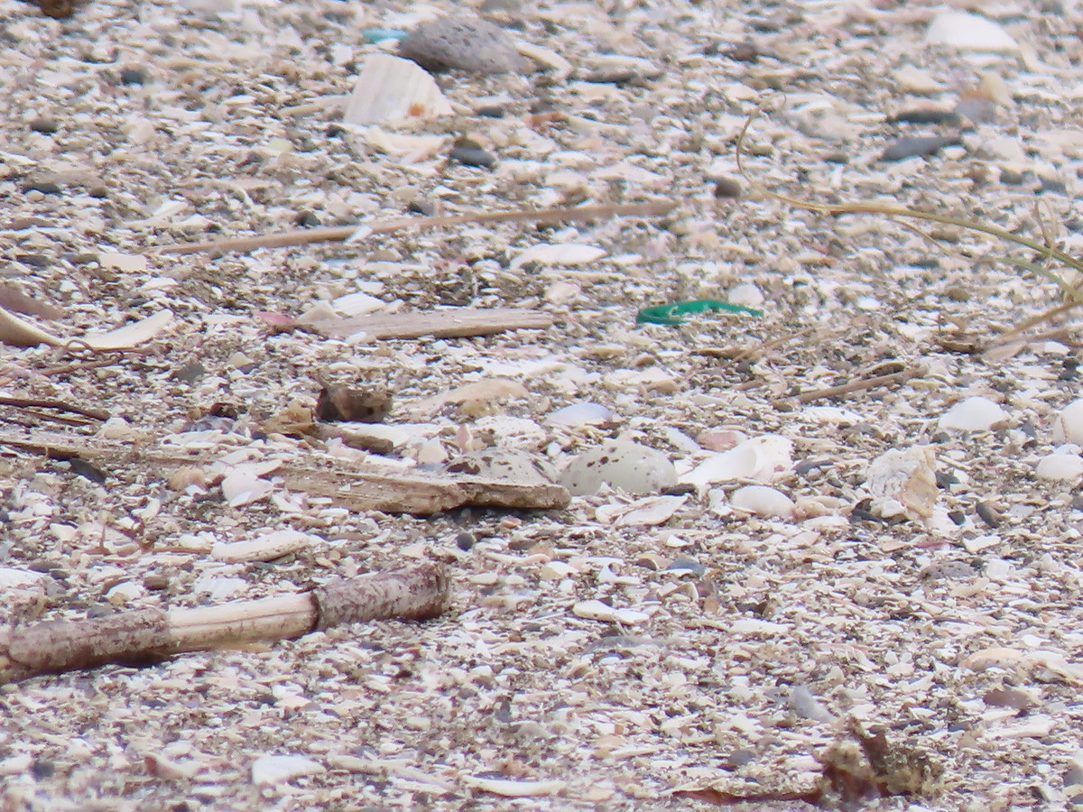 f:id:littletern:20190603110435j:plain