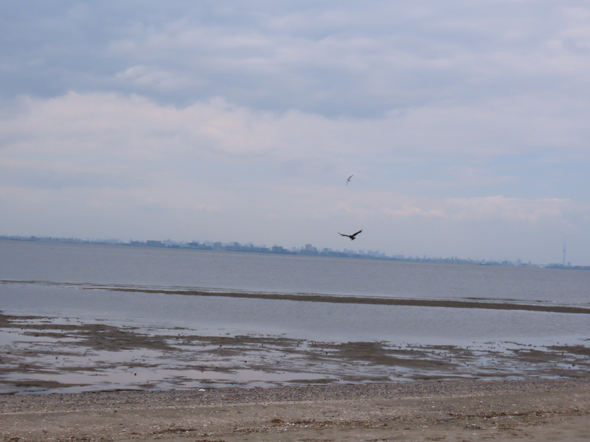 f:id:littletern:20190603124242j:plain f:id:littletern:20190603124242j:plain
