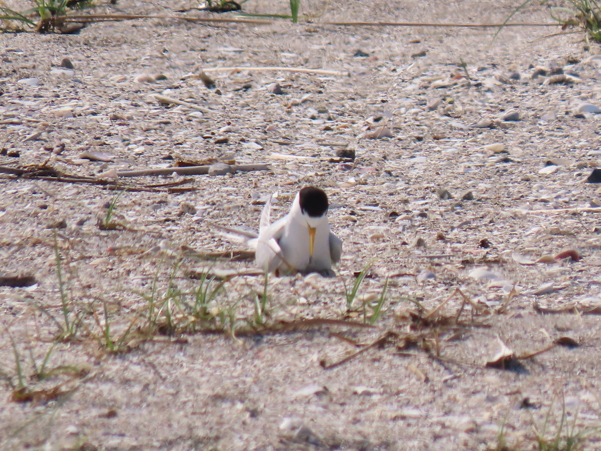 f:id:littletern:20190606151210j:plain