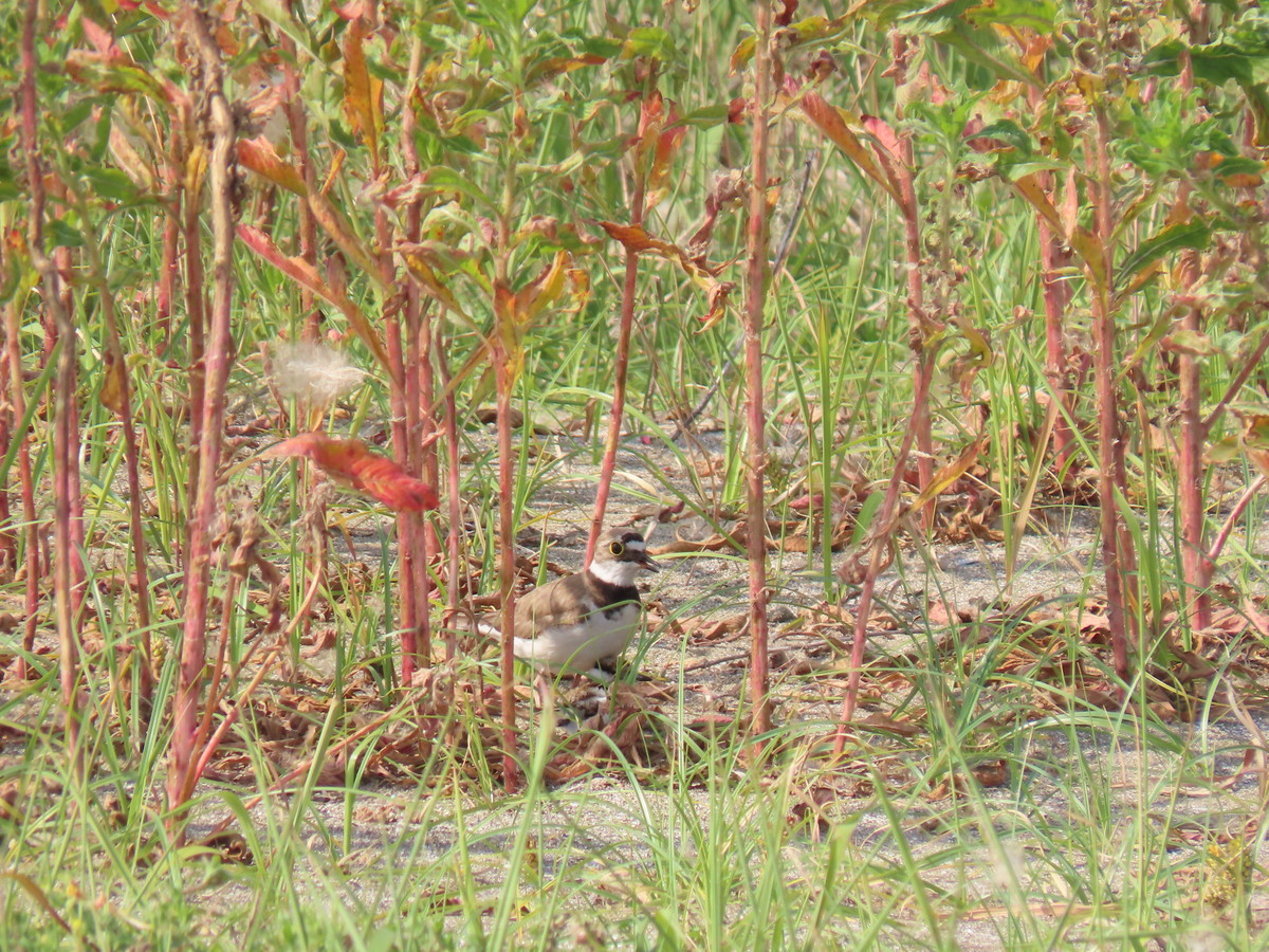 f:id:littletern:20190606151858j:plain f:id:littletern:20190606151858j:plain