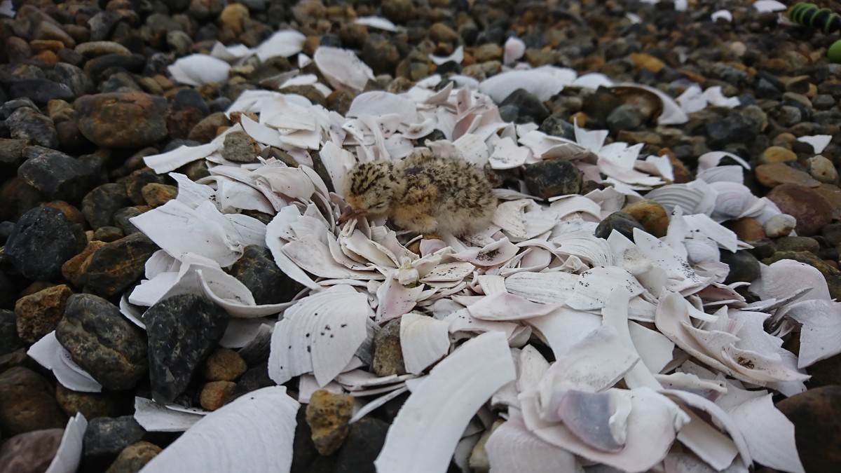f:id:littletern:20190609095809j:plain f:id:littletern:20190609095809j:plain