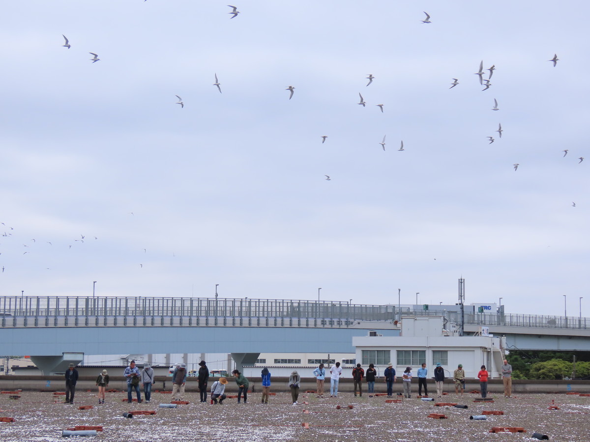 f:id:littletern:20190609140007j:plain f:id:littletern:20190609140007j:plain