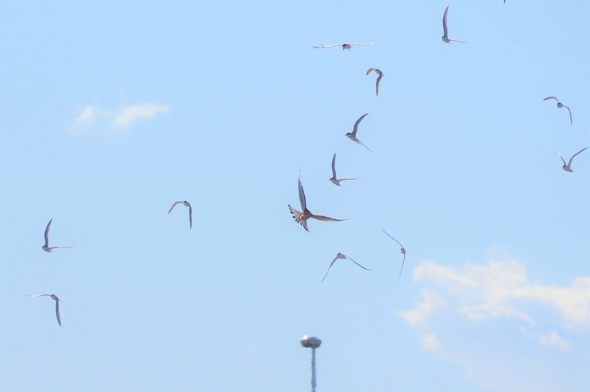 f:id:littletern:20190616154930j:plain f:id:littletern:20190616154930j:plain
