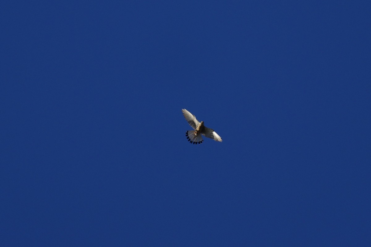 f:id:littletern:20190616173807j:plain f:id:littletern:20190616173807j:plain