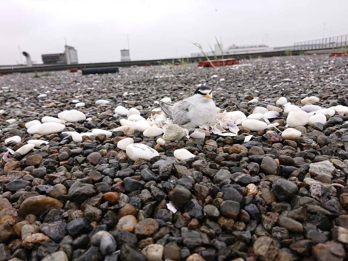 f:id:littletern:20190622143610j:plain f:id:littletern:20190622143610j:plain
